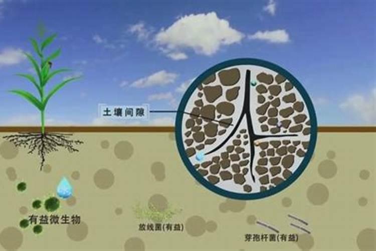 耕层浅、土壤板结问题突出,“松土促根土壤改良技术”引关注