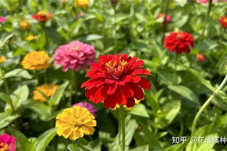 百日草的养殖方法 百日草种植需要注意什么