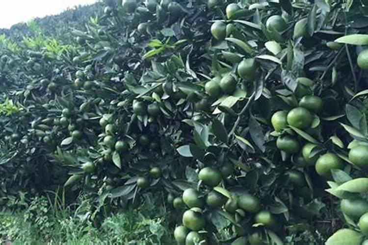 中量元素的肥料有哪些