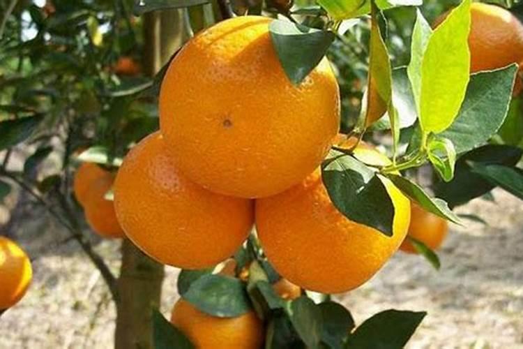 柑橘促花时间和药物 促花方法要点