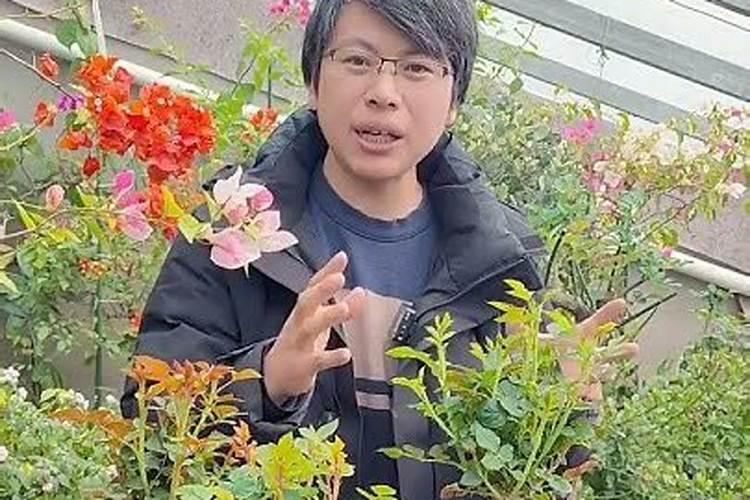 月季花22枝百合花16枝郁金香10枝用什么肥料