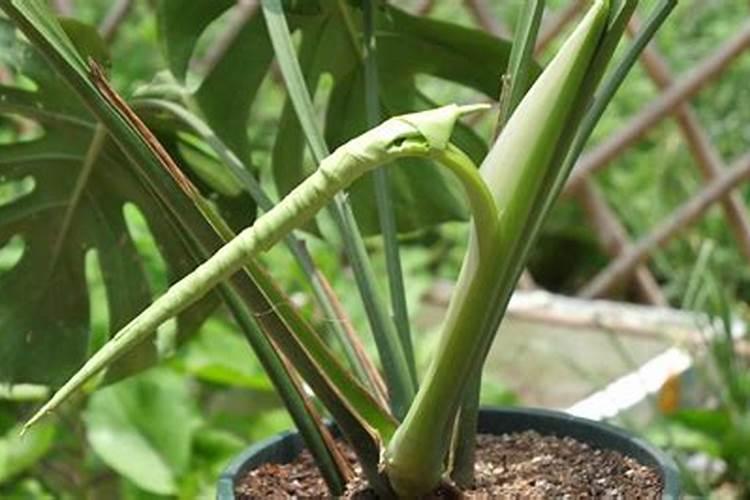 龟背竹施什么肥新芽新叶总是蹭蹭冒