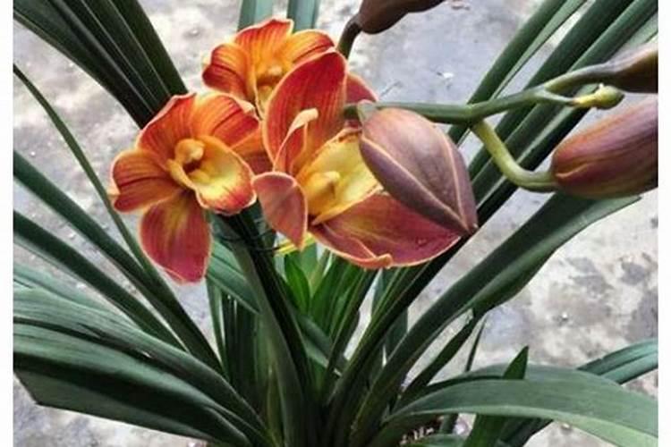 蕙兰花谢了 怎么处理 蕙兰花谢了的处理方法