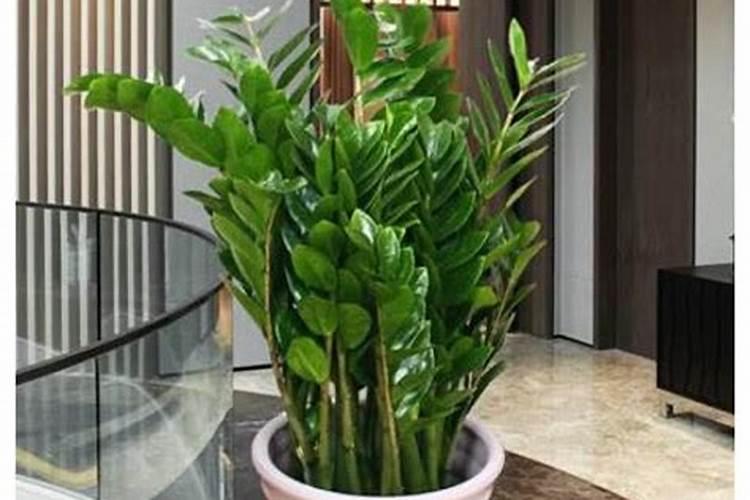 金钱树施什么肥最好