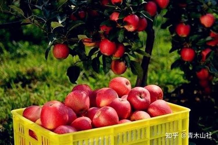 坐果期施什么肥料