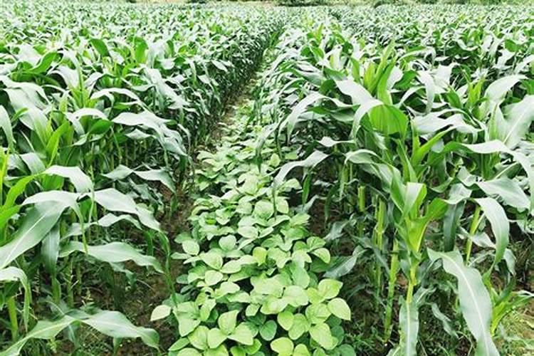 玉米地里可以套种什么作物