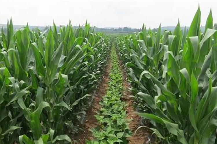 玉米灌浆期打什么叶面肥