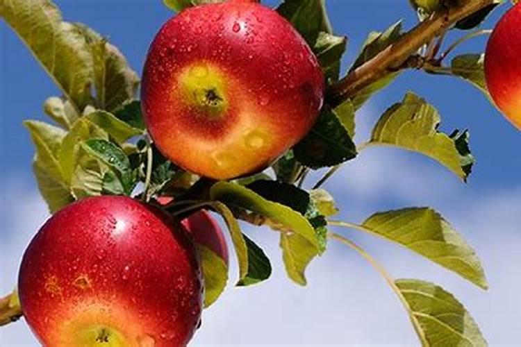 晚上喝苹果醋能减肥吗 正确饮用苹果醋