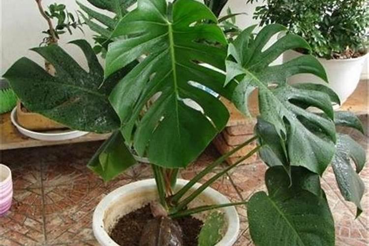 列举十种含碳酸根的化合物 初中的