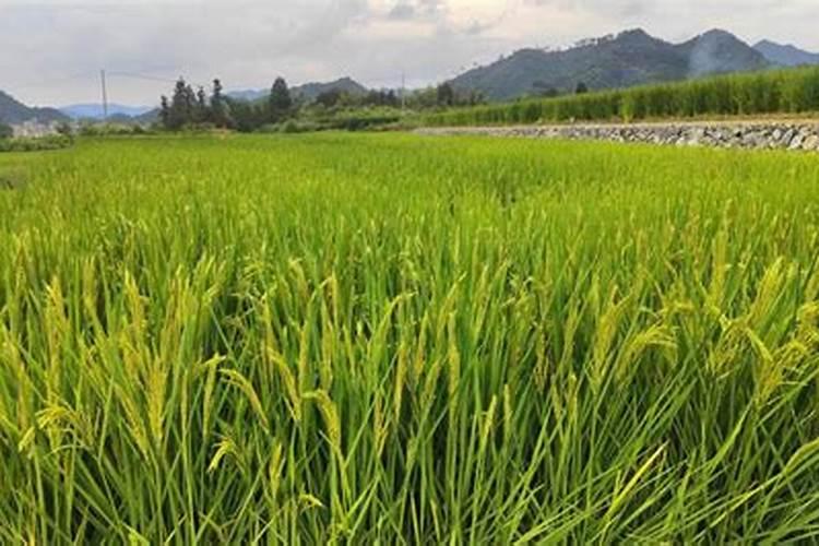 种下去的水稻啥时候放肥料最好