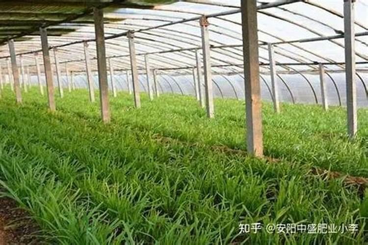 韭菜施什么肥料最好