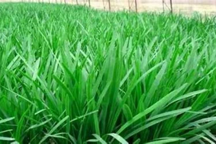 大棚韭菜灰霉病的防治方法(韭菜灰霉病用什么药防治)
