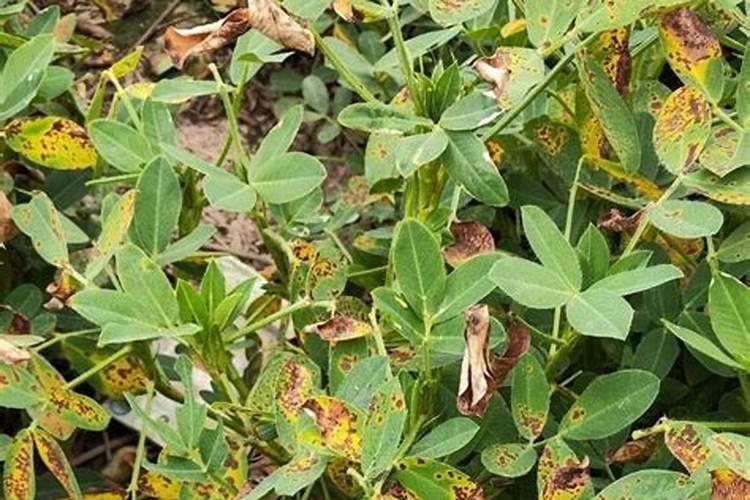 花生叶斑病特效药推荐