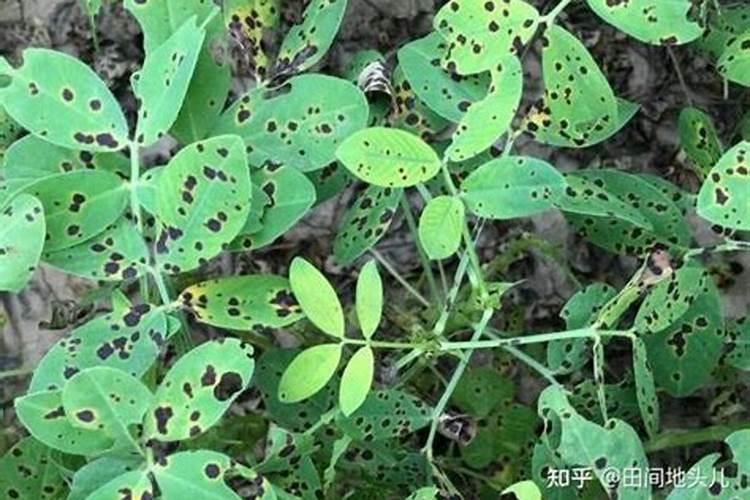 花生落叶病用什么药好？种植花生预防花生叶斑病害如何做