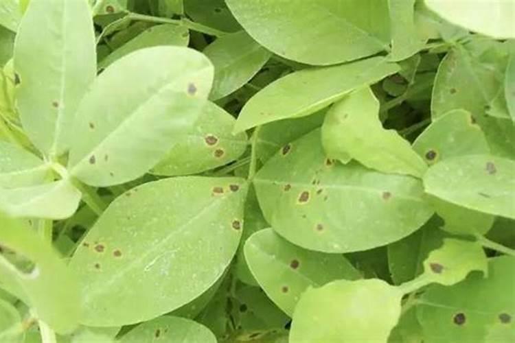 花生叶斑病用什么杀菌剂好