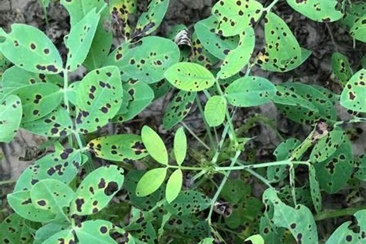 花生叶斑病特效药配方