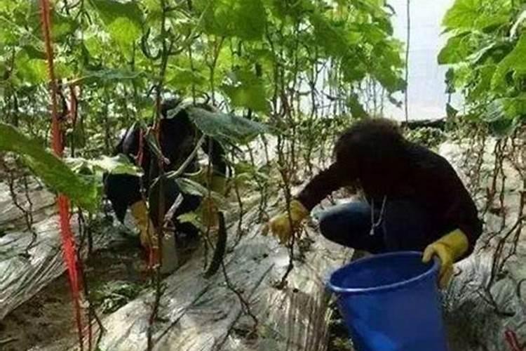 大量元素水溶肥对花卉绿植的用法