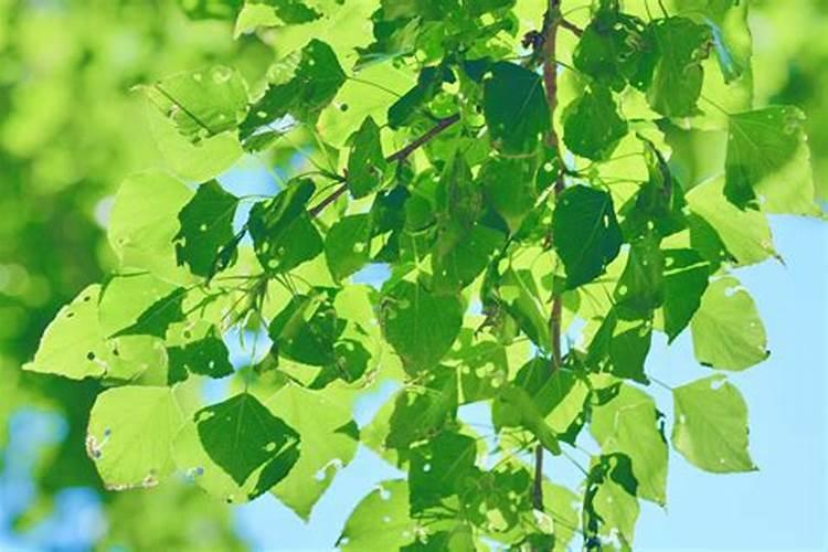 教你自己做好花肥