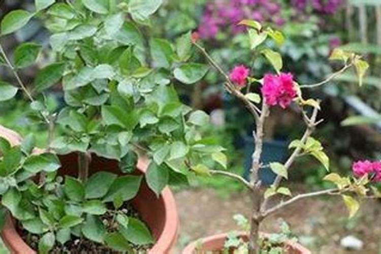 三角梅开花时能施肥吗 三角梅开花上什么肥