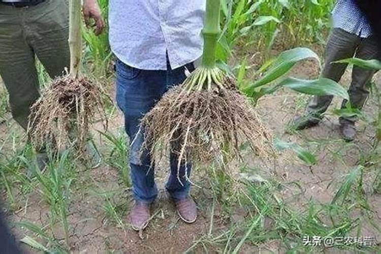 无根多肉怎么用生根粉