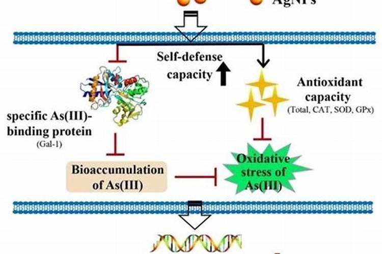 硒能拮抗哪些重金属？