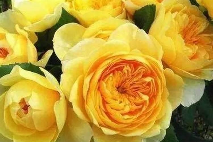 养花什么时候施肥最好  给花施肥的正确方法