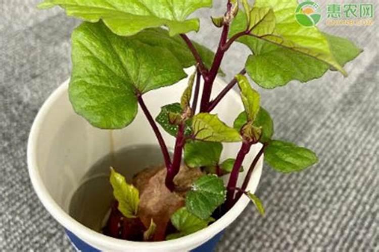 水培红薯如何施肥