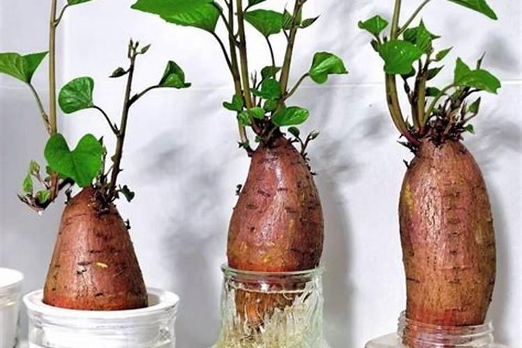 家庭水养红薯怎么长得旺