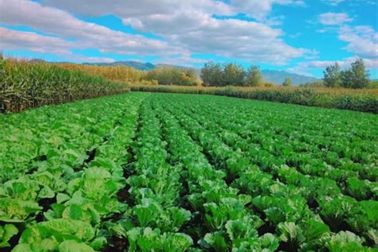 补充硒元素的叶面肥有哪些？