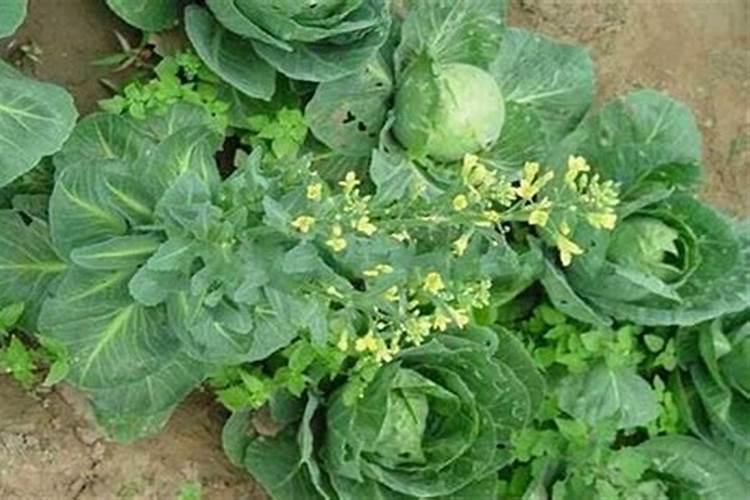 设施甘蓝喷施芸苔素和包心剂