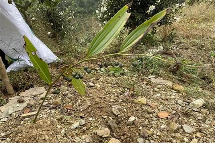 油茶树底肥放什么肥好(底肥施用方法)