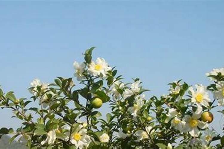 油茶树施什么复合肥比较好？黑老虎油茶树生态种植方案