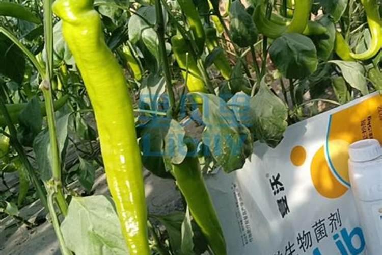 水溶肥的前景真的那么好么？