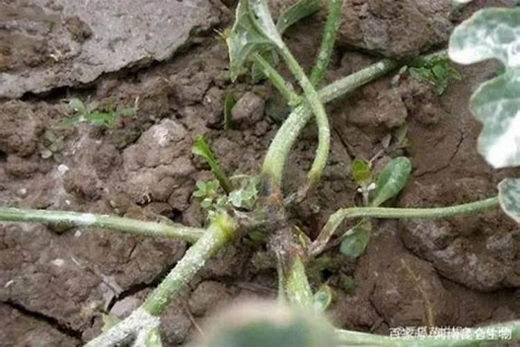 西瓜底肥过多烧苗怎么办？