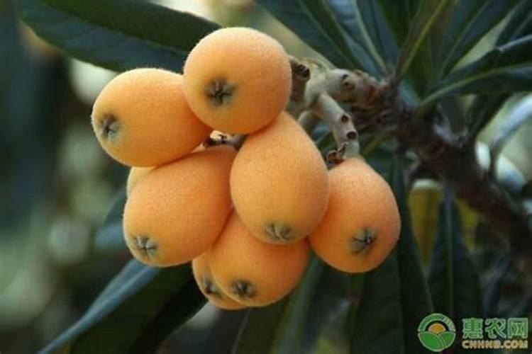 咨询枇杷施什么肥料