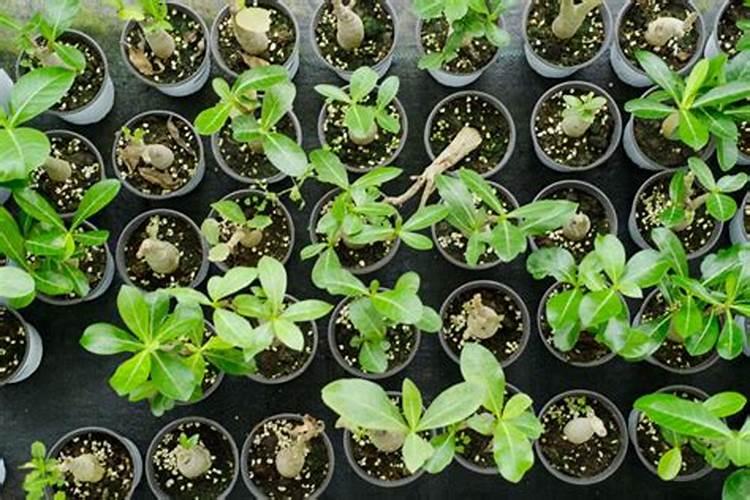 月季花黄叶干叶,沙漠玫瑰同样的情况,怎么回事啊,是不是有什么病了？