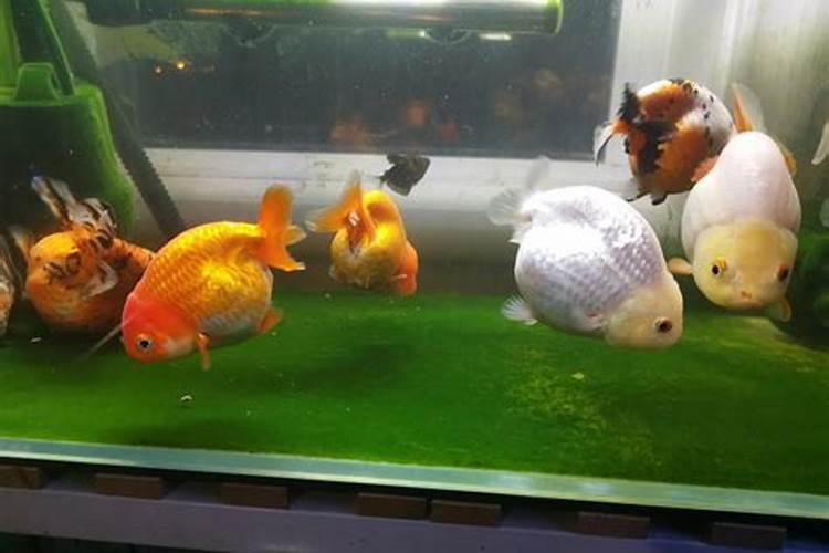 番茄鱼汤怎么做才能让汤汁浓白不腥？