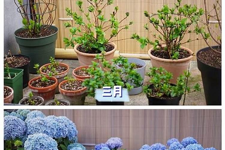 无尽夏冬天怎么养护