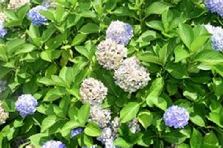 无尽夏怎么过冬天