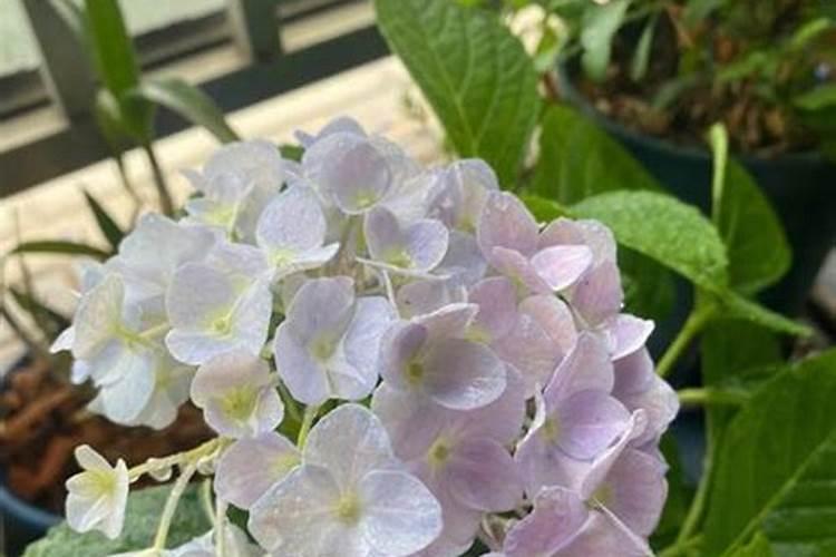 无尽夏怎么过冬