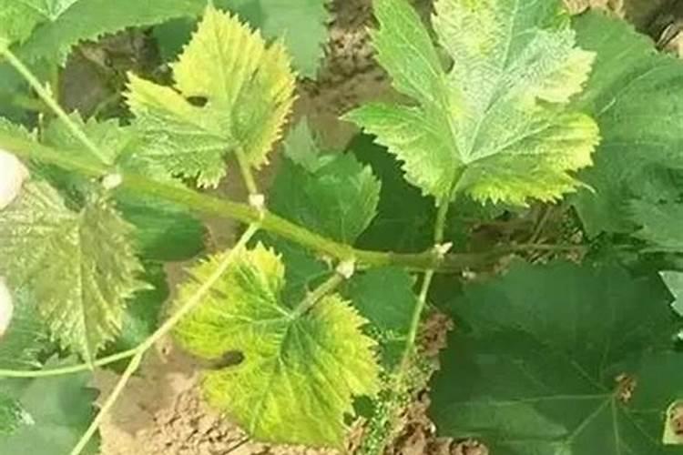 葡萄树叶子发黄怎么办