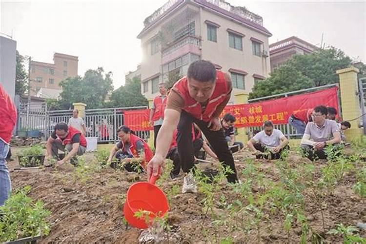 艾草种植时间和方法