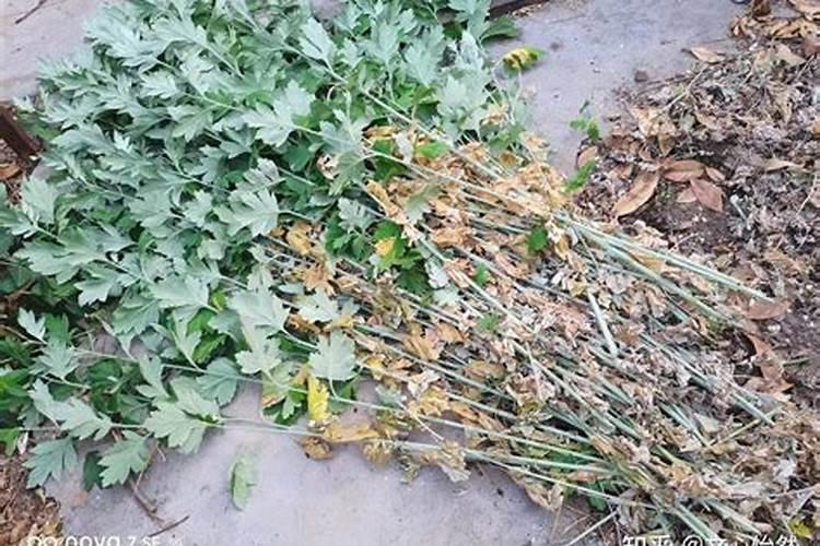 存活的方法就是艾草