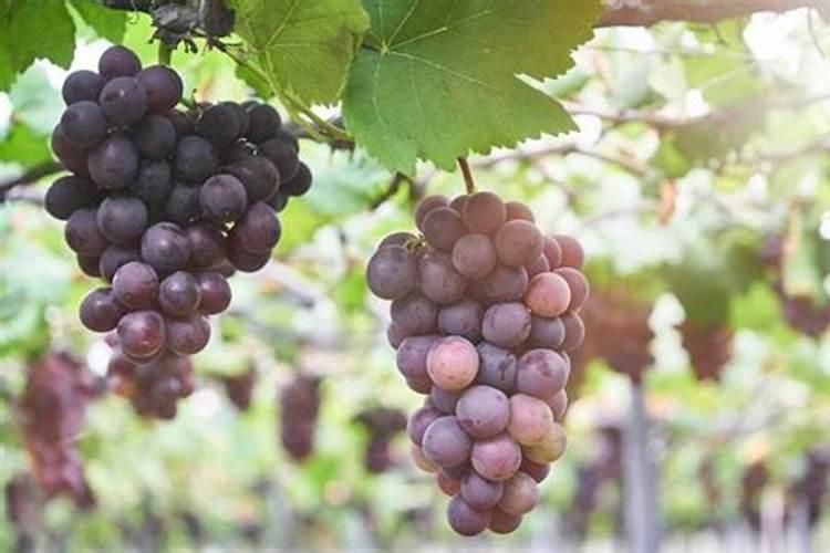 葡萄开花期应怎样管理