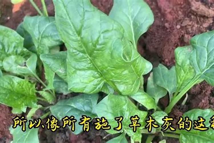 钾肥兑水可以灌溉吗？