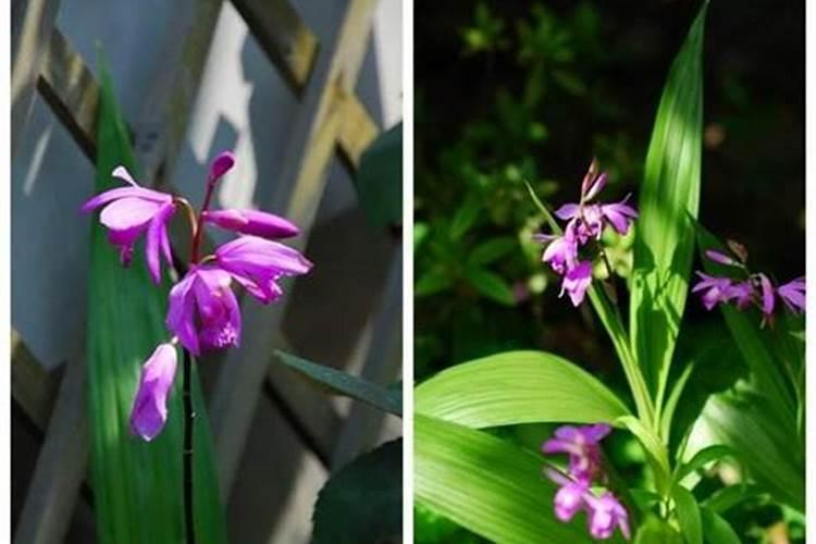 白芨施肥时间在什么时候 施肥技巧总结