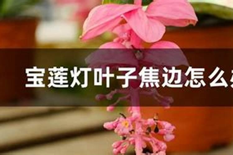 宝莲灯新发叶子卷曲？