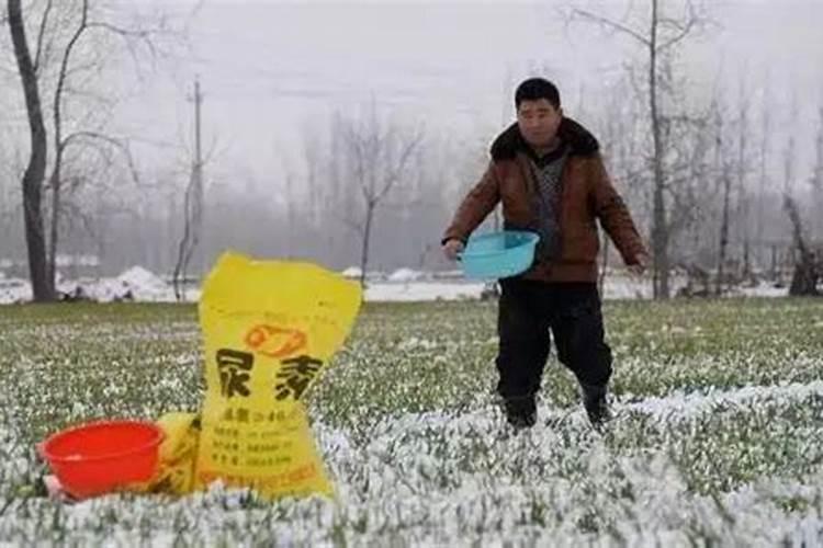 小麦现在施磷肥与尿素,可不可以？