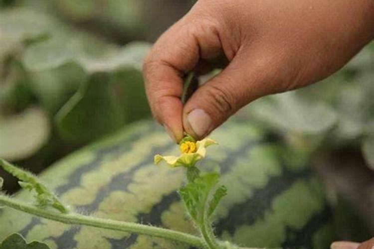 西瓜五斤左右用复合肥,尿素,水溶肥,钾肥一起施可以吗