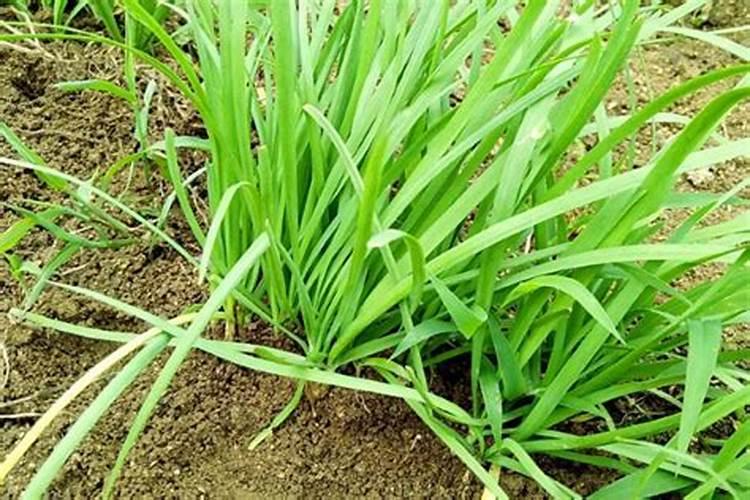 韭菜移栽后多久能施肥？